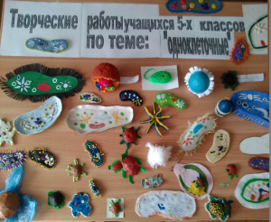 «Моделирование на уроках биологии» МОУ «Средняя общее образовательная школа № 25»